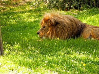 Nature animals big cat