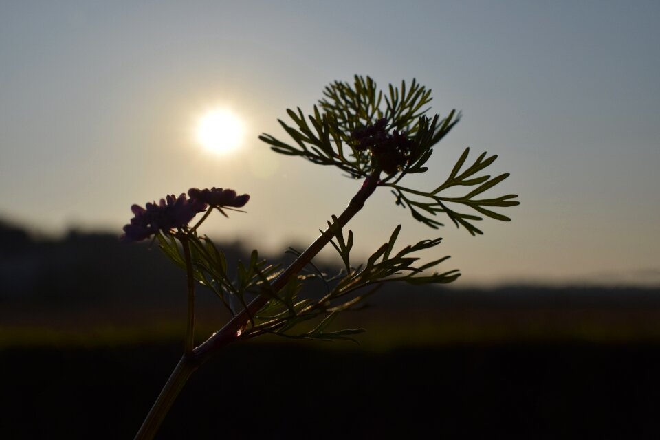 Backlighting afternoon macro