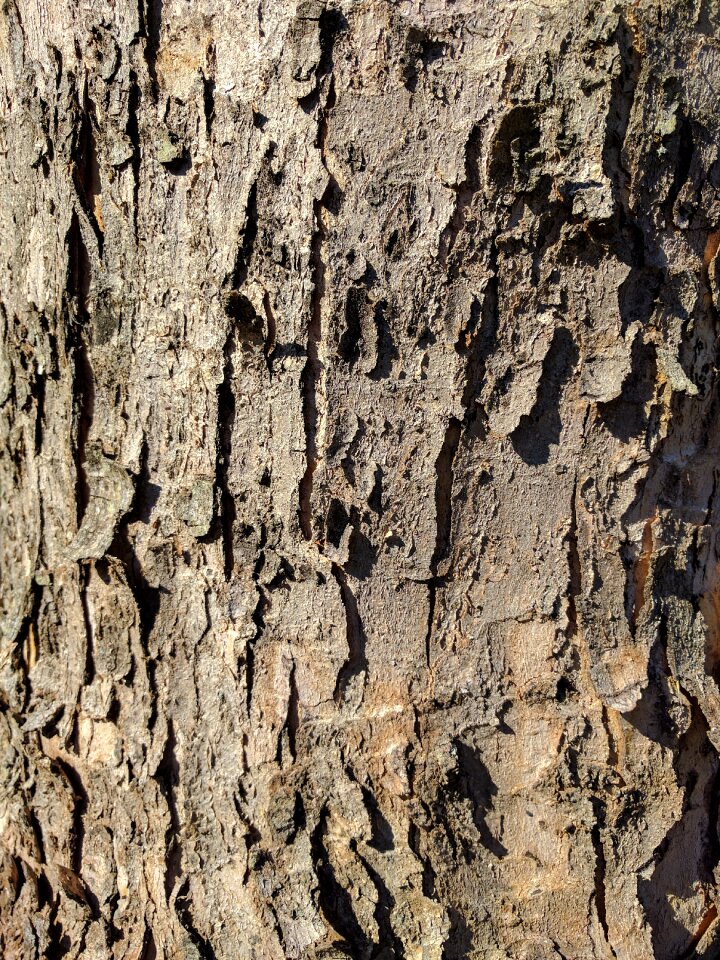 Wood nature effect