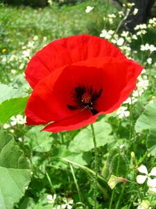 Flower poppy spring