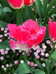 Pink flowers floral blossom photo