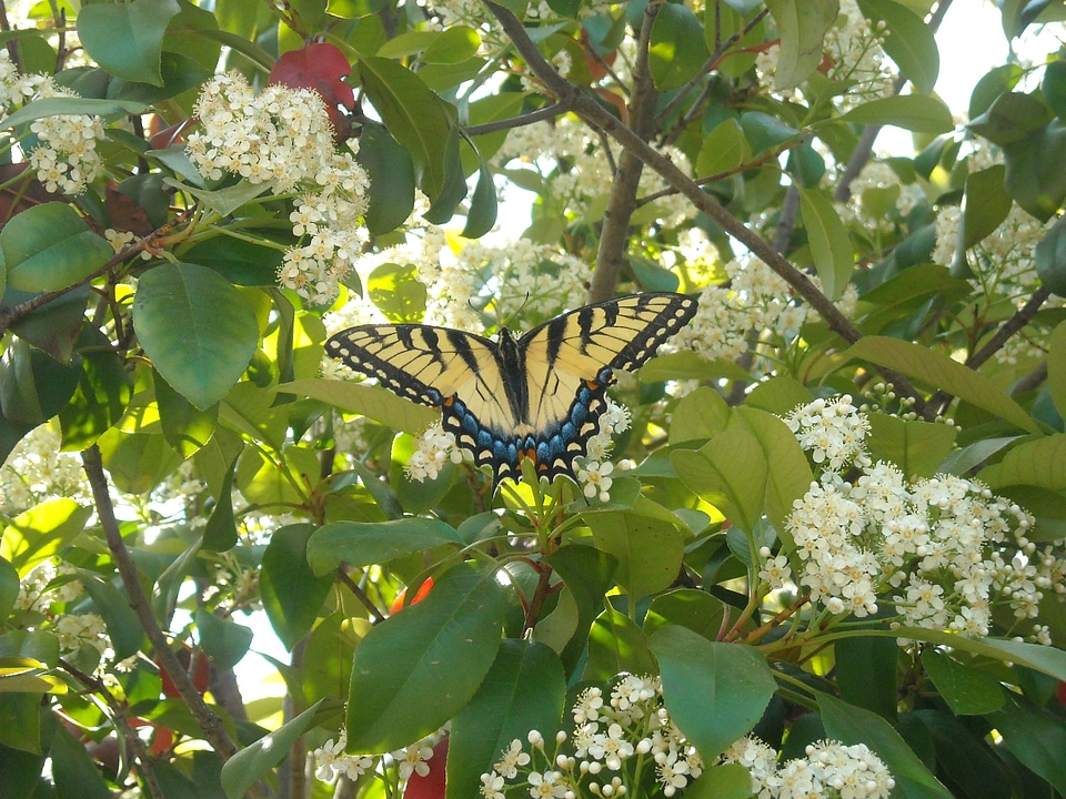 Butterfly insect wing