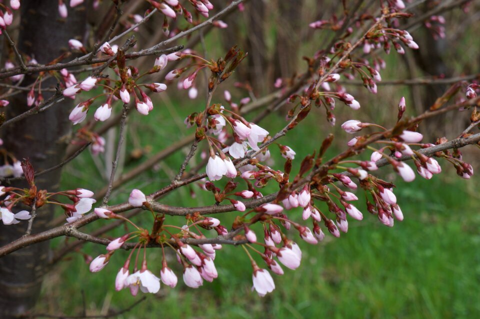 Japanese cherry wood spring