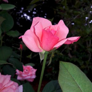 Nature rosa pink flower photo