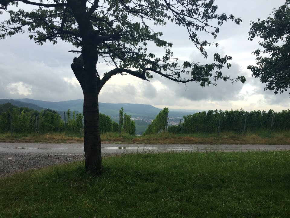 Fog wet landscape