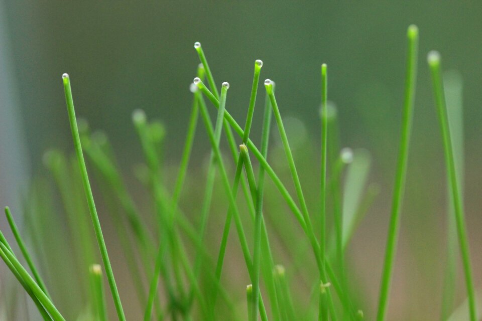 Herb green plant