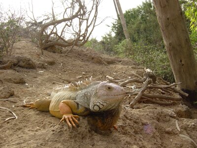 Lizard creeping things animals