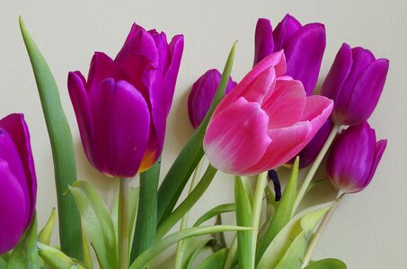 Flowers tulips posy