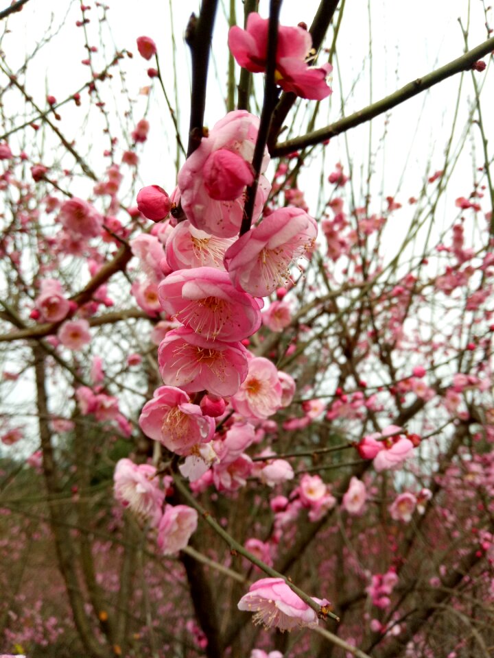 Pink plum blossom spring