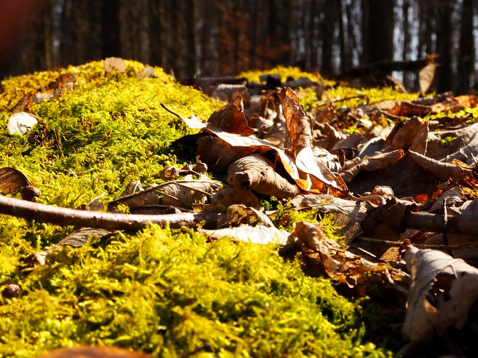 Forest green log