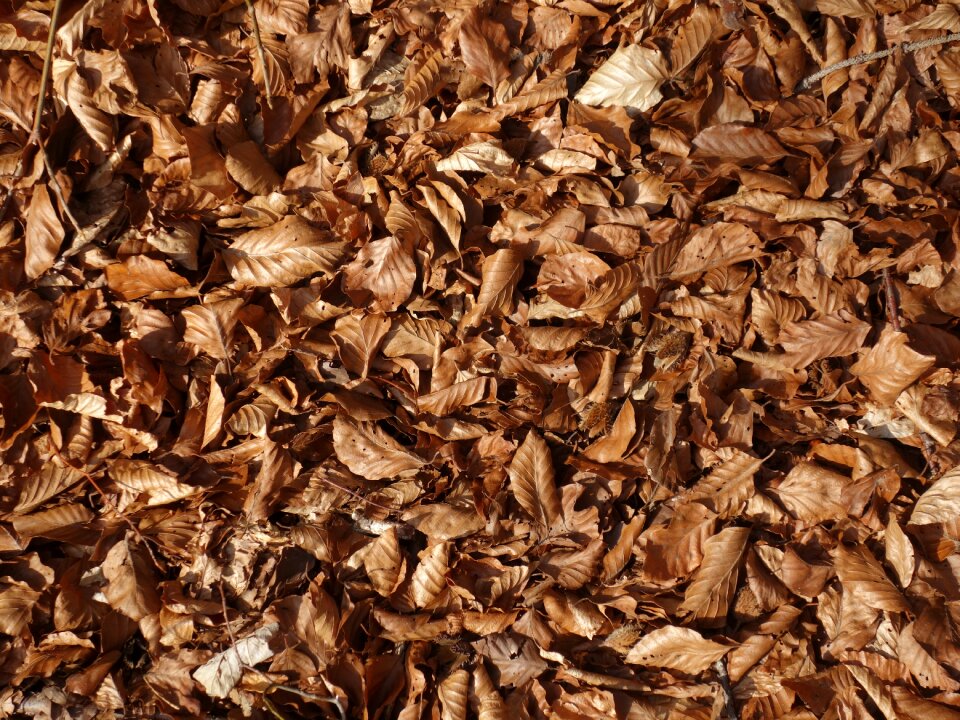 Forest floor forest texture