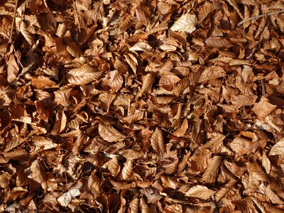Forest floor forest texture