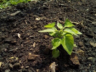 Soil plant growth
