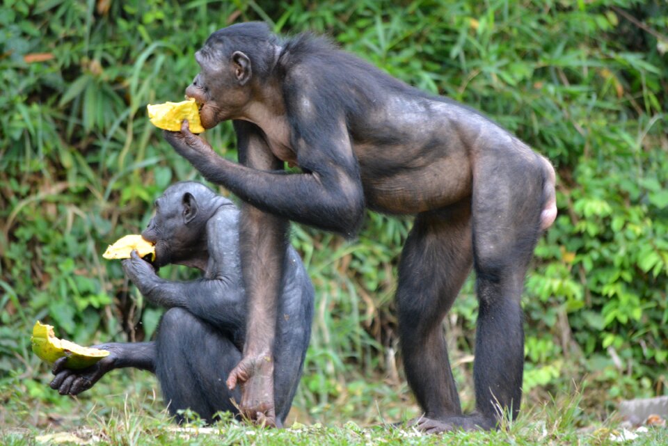 Lola ya bonobo congo kinshasa