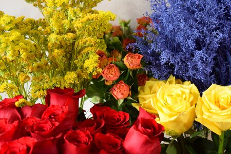 Spring bouquet plant