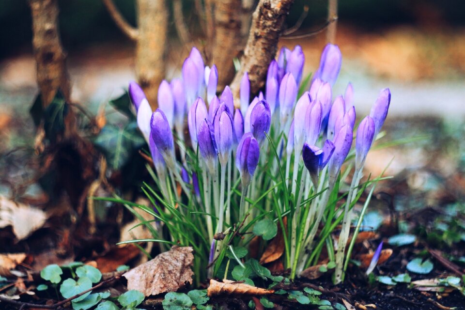 Spring bloom garden