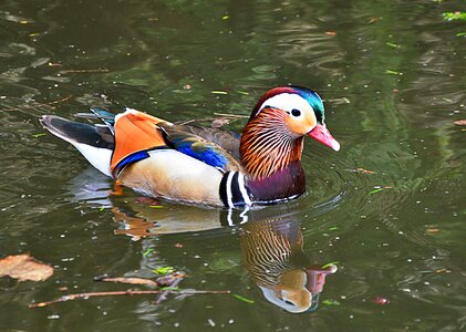 Duck waterfowl beautiful