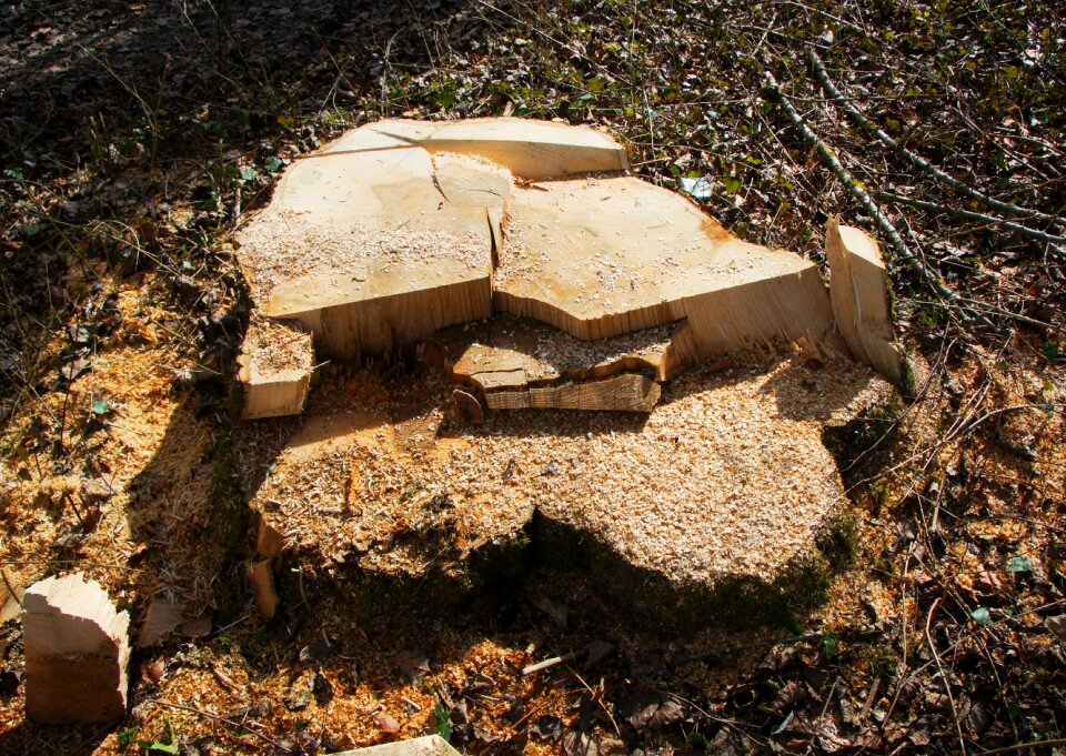 Tree stump like destroyed