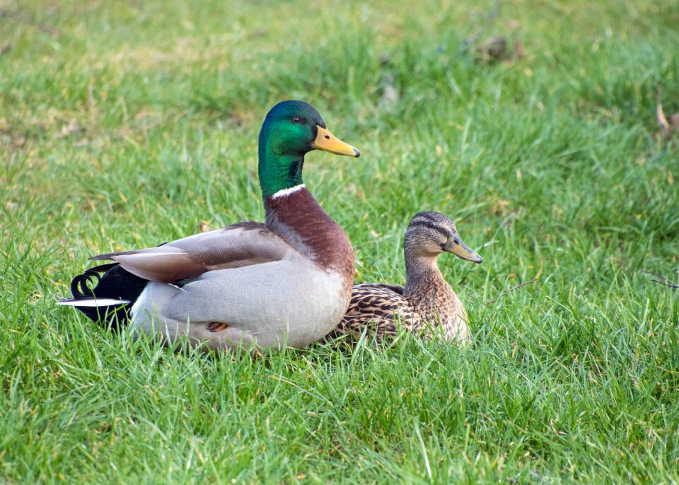 Mallard couple grass