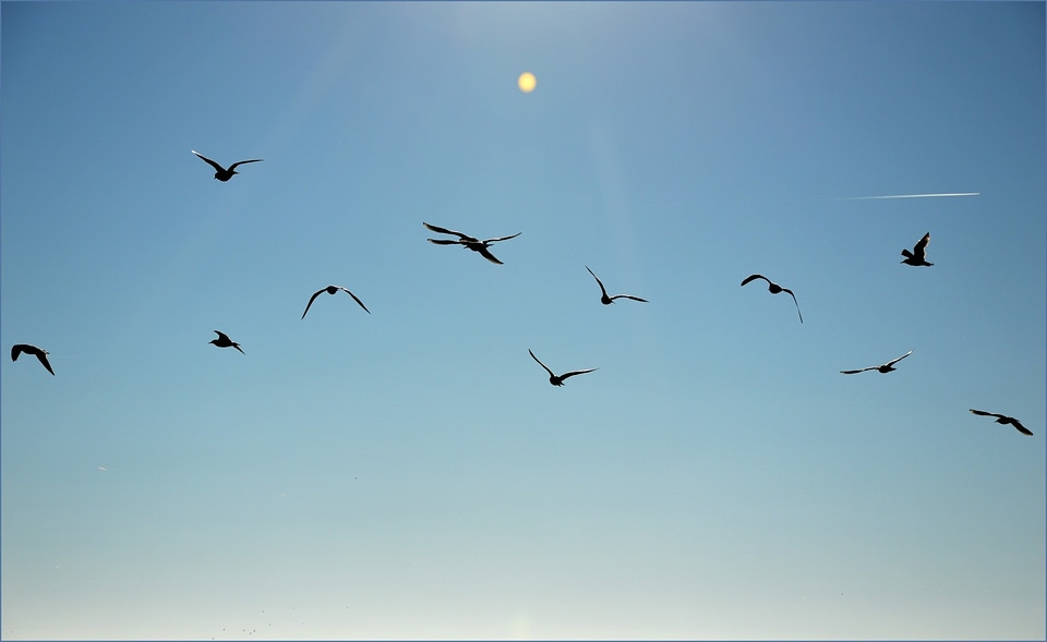 Flying fly wings