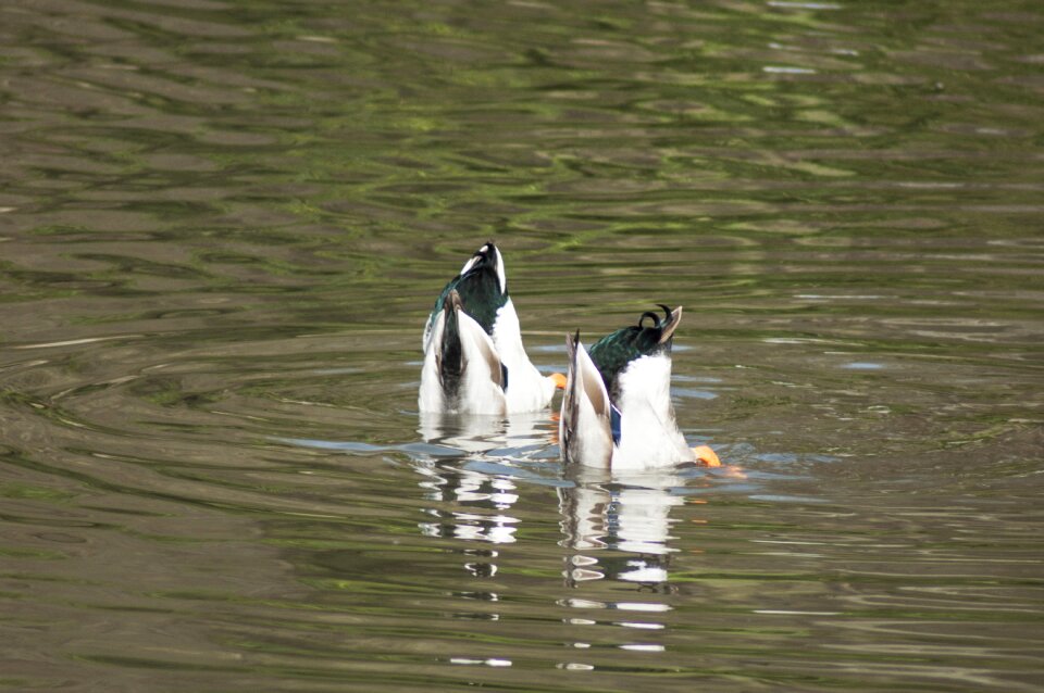 Wildlife lake animal