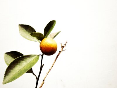 Kumquat ornamental trees vietnam photo