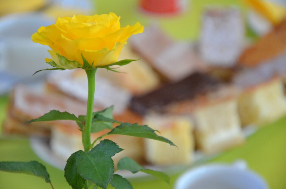 Coffee cake yellow rose