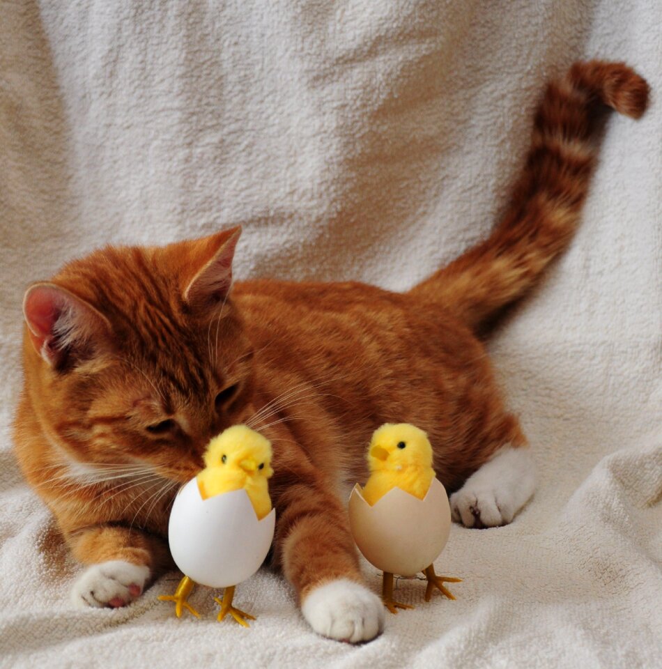 Egg chicken chick