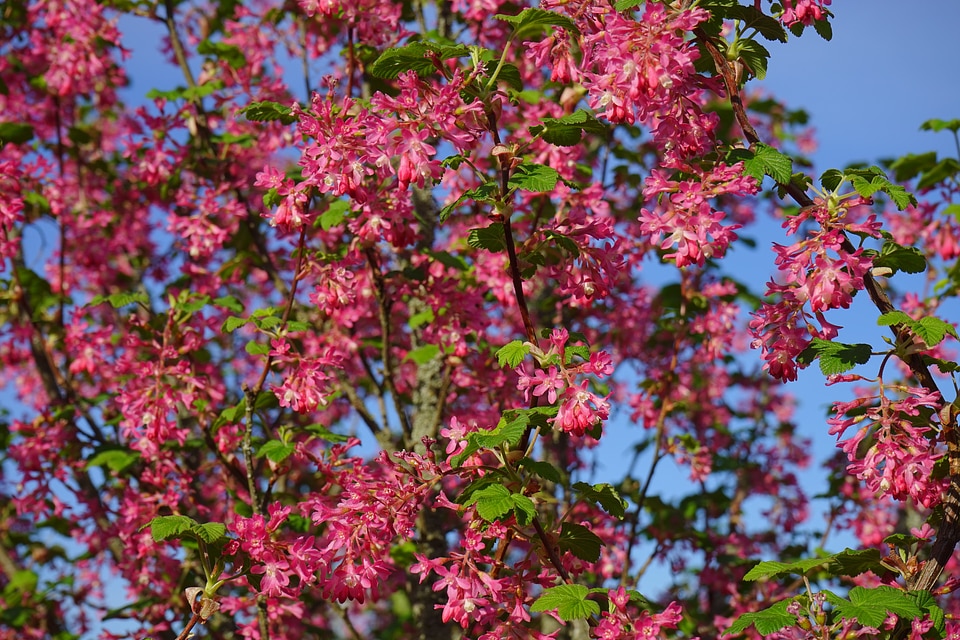 Red ribes sanguineum currants