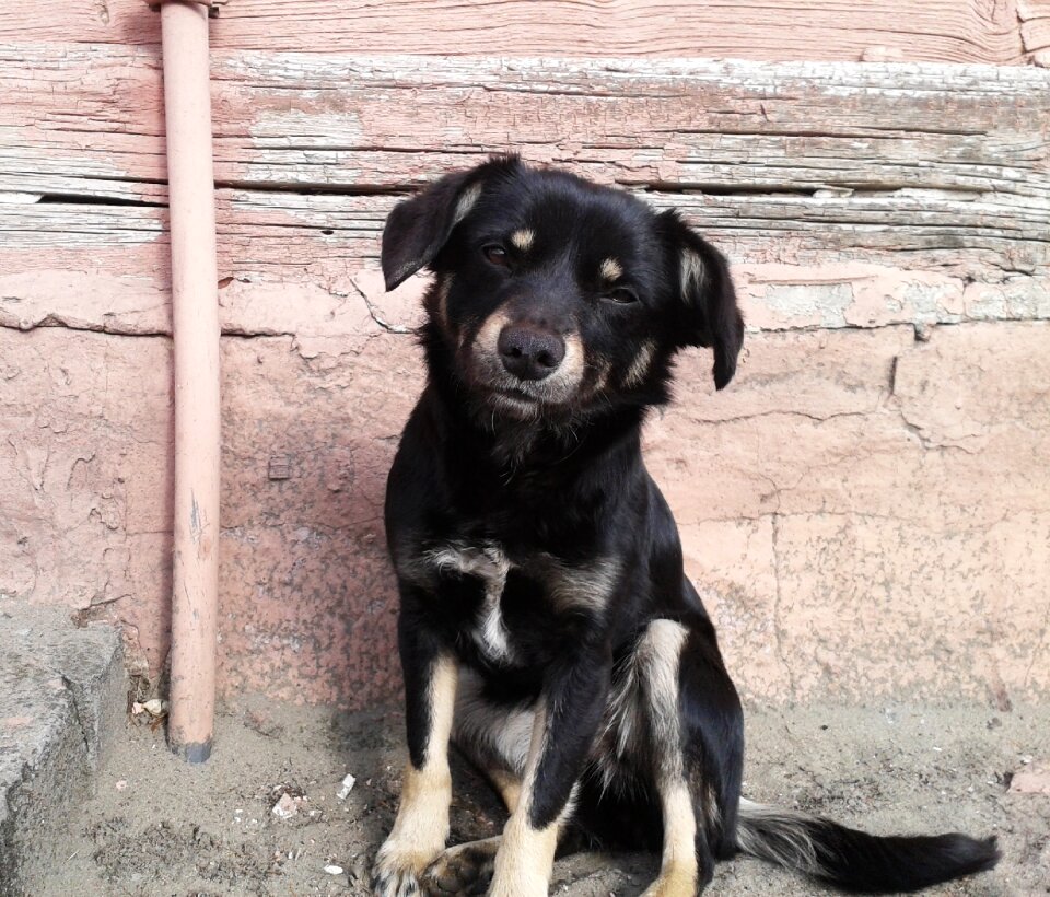 Animal small dog a friend of man