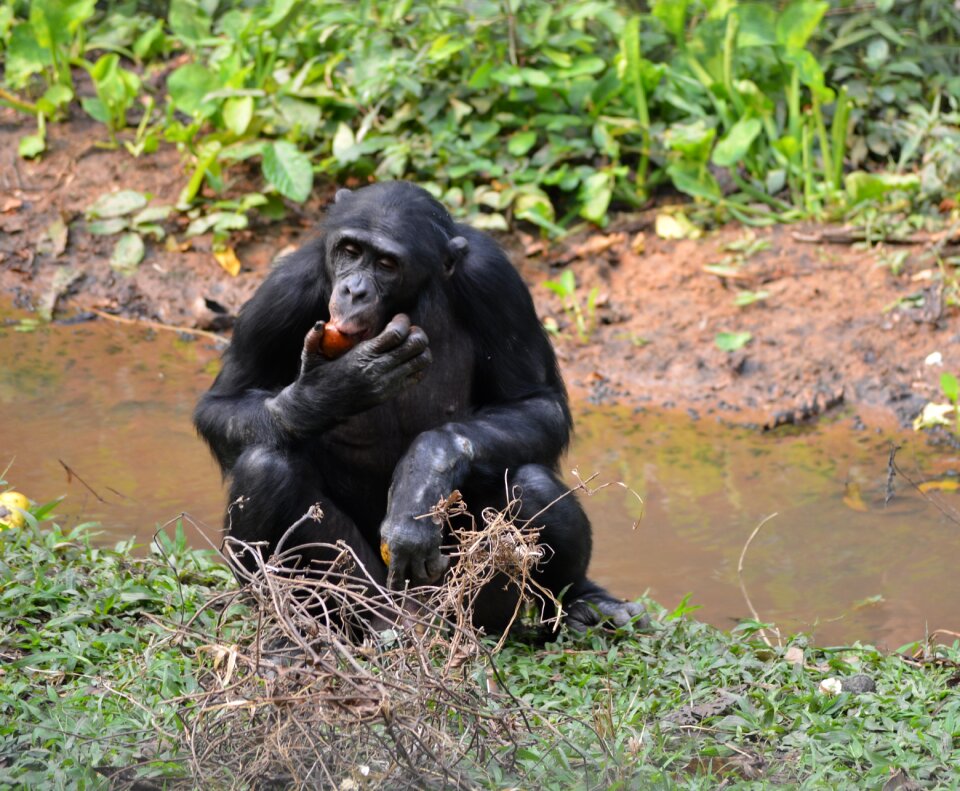 Kinshasa africa ape