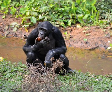 Kinshasa africa ape