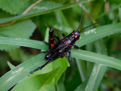 Nature lobster grasshopper photo