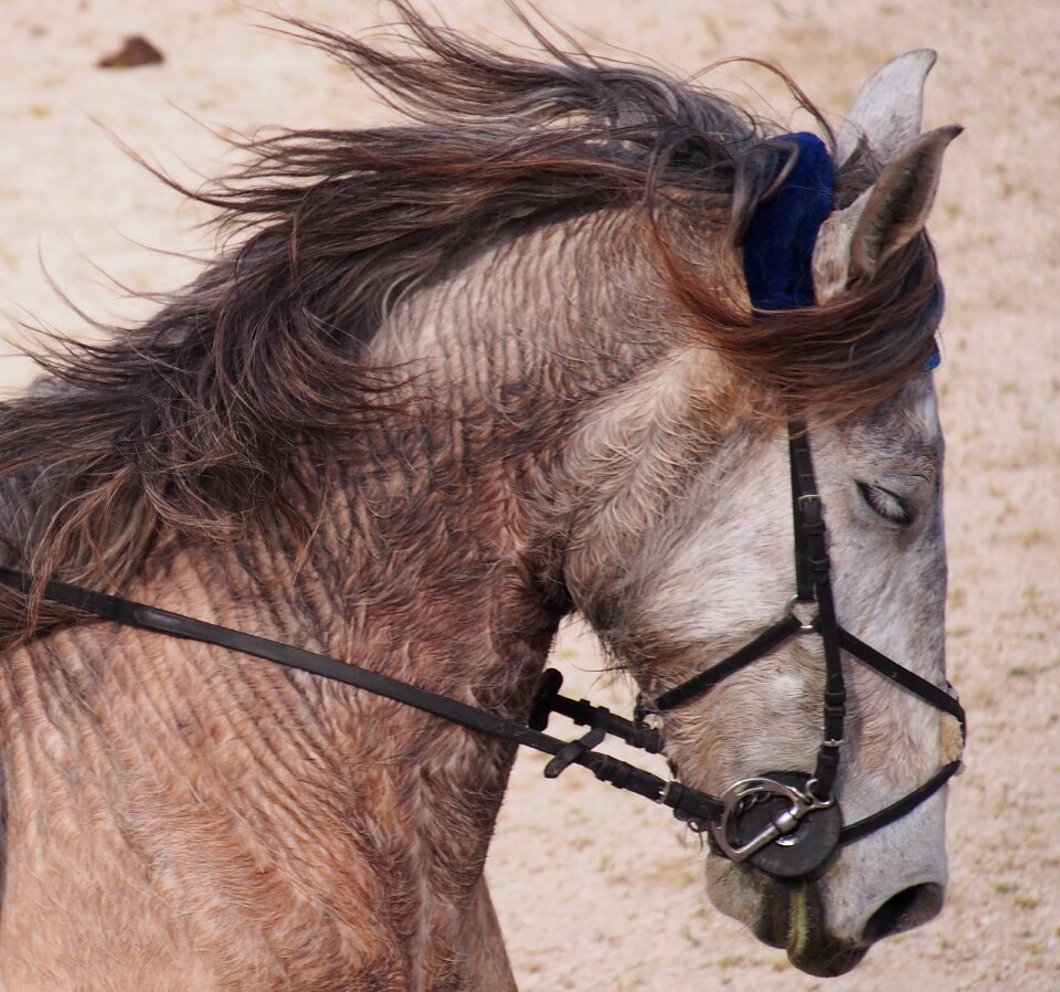 Animals horse mane