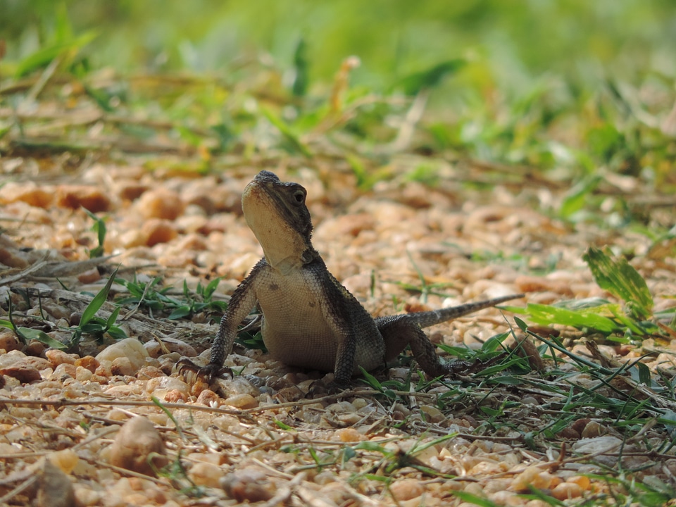 Reptile animal iguana