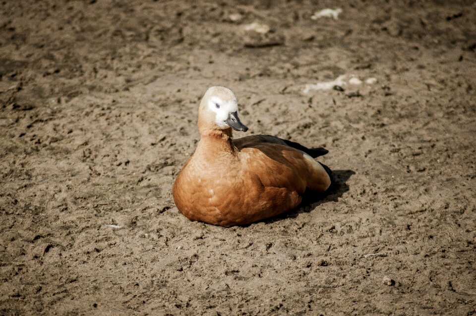 Lake wildlife ornithology