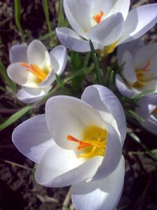 Crocuses flowers spring