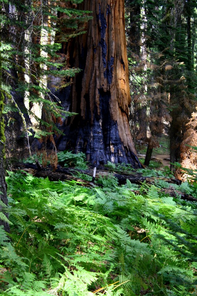 Forest nature sequoia