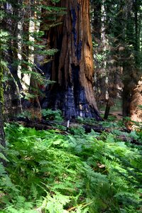 Forest nature sequoia photo