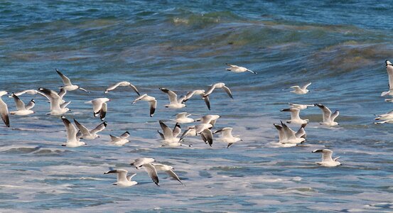 Sea blue flight photo