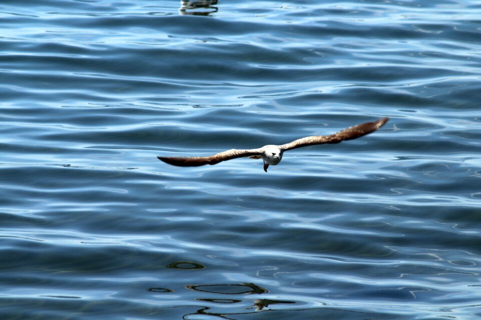 Birds flight nature