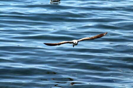 Birds flight nature