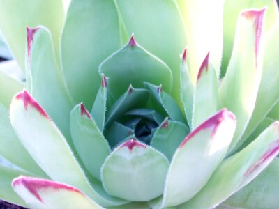 Flower cactus spring