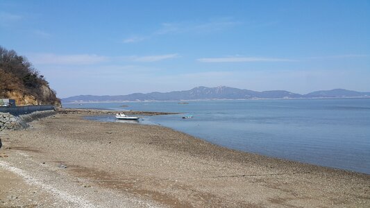 Korea-sea sea seagull