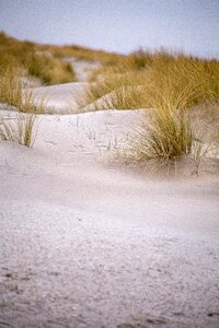 Marram grass sand beach photo