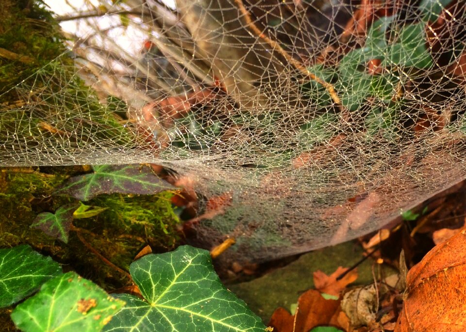 Autumn animals cobweb