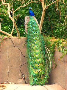 Blue green bird