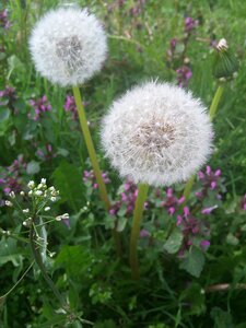 Summer plant fluff