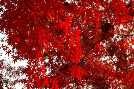 Lu xun park red leaves tree