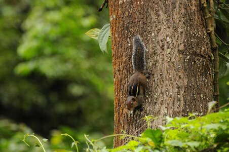 Kerala animals western ghats photo